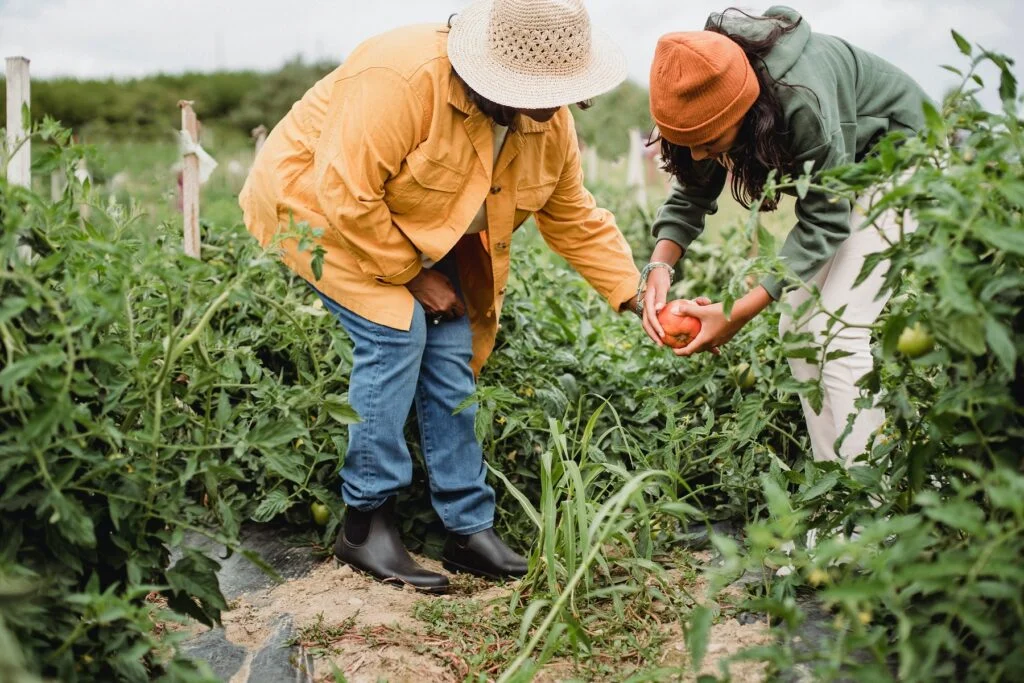 Sustainability in a farm
